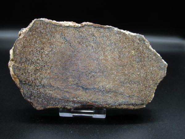 Genuine Cretaceous Age Dinosaur Bone Slab For Sale From Morocco #33