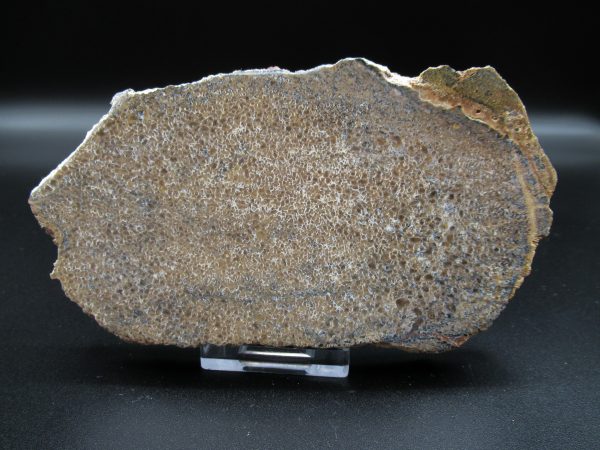 Genuine Cretaceous Age Dinosaur Bone Slab For Sale From Morocco #33a