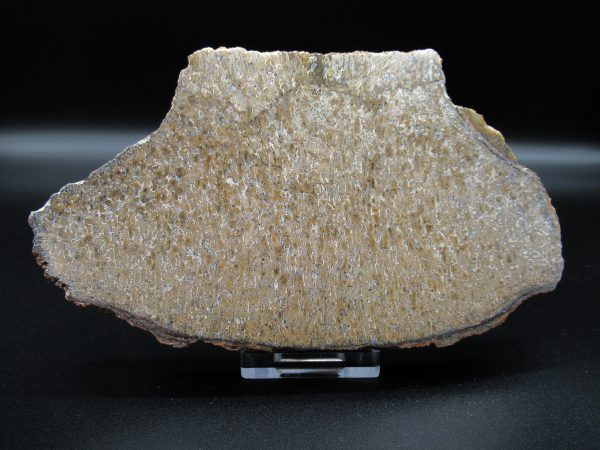 Genuine Cretaceous Age Dinosaur Bone Slab For Sale From Morocco #36a