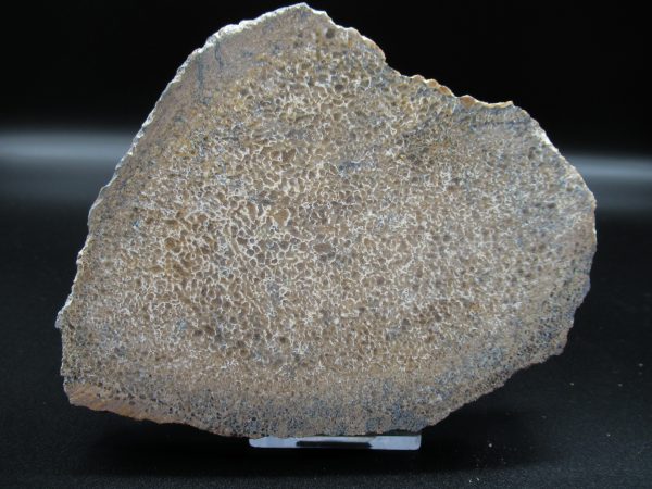 Genuine Cretaceous Age Dinosaur Bone Slab For Sale From Morocco #39