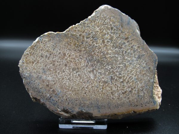 Genuine Cretaceous Age Dinosaur Bone Slab For Sale From Morocco #39a