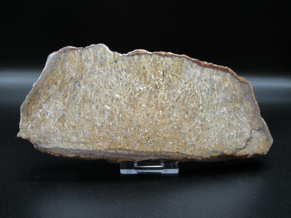 Genuine Cretaceous Age Dinosaur Bone Slab For Sale From Morocco #43