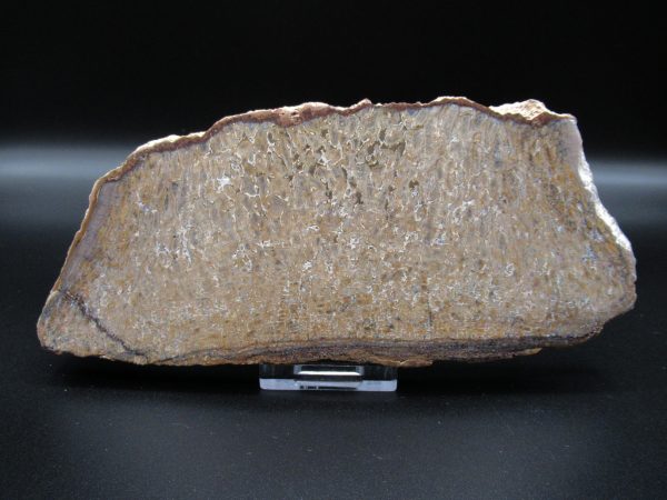 Genuine Cretaceous Age Dinosaur Bone Slab For Sale From Morocco #43a