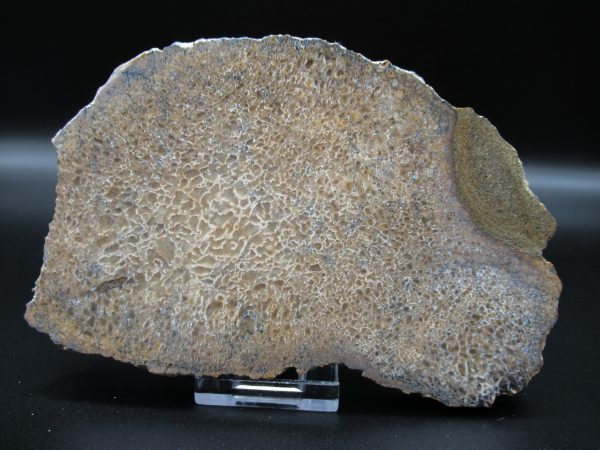 Genuine Cretaceous Age Dinosaur Bone Slab For Sale From Morocco #46a