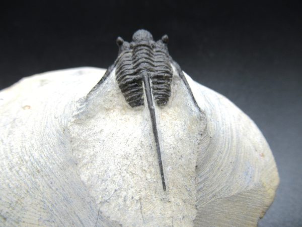 Genuine Devonian Age Cyphaspis eberhardiei Trilobite Fossils for Sale from Morocco #2d