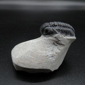 Genuine Devonian Age Gerastos Trilobite Fossils for Sale from Morocco #29