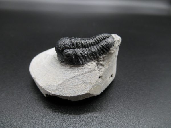 Genuine Devonian Age Gerastos Trilobite Fossils for Sale from Morocco #32