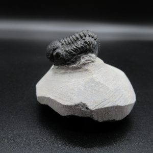 Genuine Devonian Age Gerastos Trilobite Fossils for Sale from Morocco #34