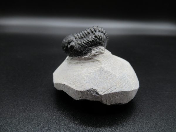 Genuine Devonian Age Gerastos Trilobite Fossils for Sale from Morocco #34