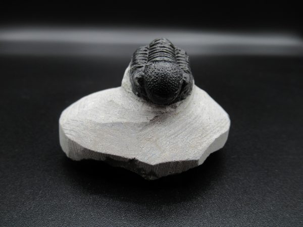 Genuine Devonian Age Gerastos Trilobite Fossils for Sale from Morocco #34a