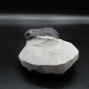 Genuine Devonian Age Gerastos Trilobite Fossils for Sale from Morocco #35