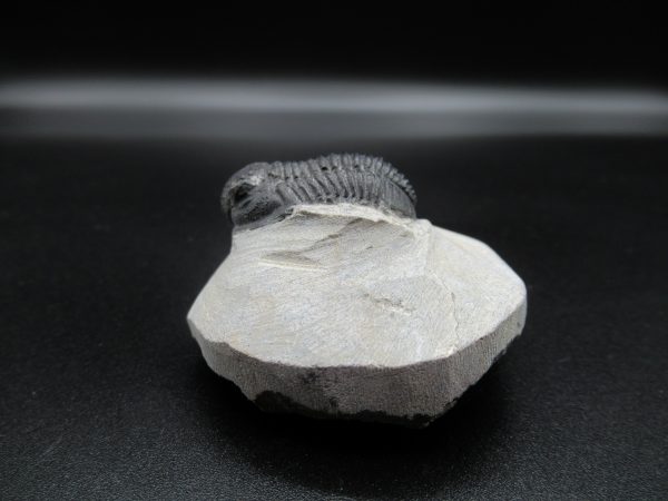 Genuine Devonian Age Gerastos Trilobite Fossils for Sale from Morocco #35