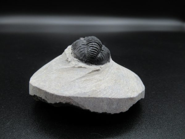 Genuine Devonian Age Gerastos Trilobite Fossils for Sale from Morocco #35c