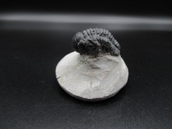 Genuine Devonian Age Gerastos Trilobite Fossils for Sale from Morocco #38