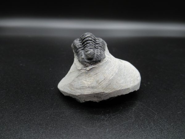 Genuine Devonian Age Gerastos Trilobite Fossils for Sale from Morocco #38c