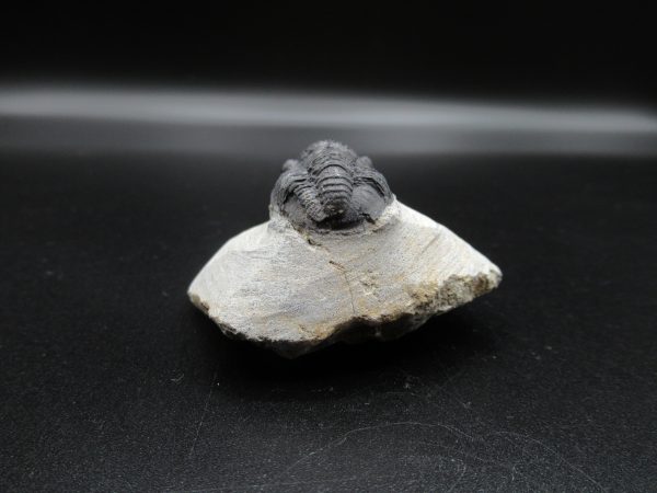 Genuine Devonian Age Gerastos Trilobite Fossils for Sale from Morocco #40c