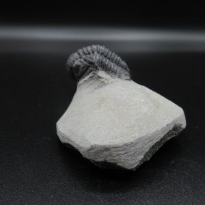 Genuine Devonian Age Gerastos Trilobite Fossils for Sale from Morocco #43