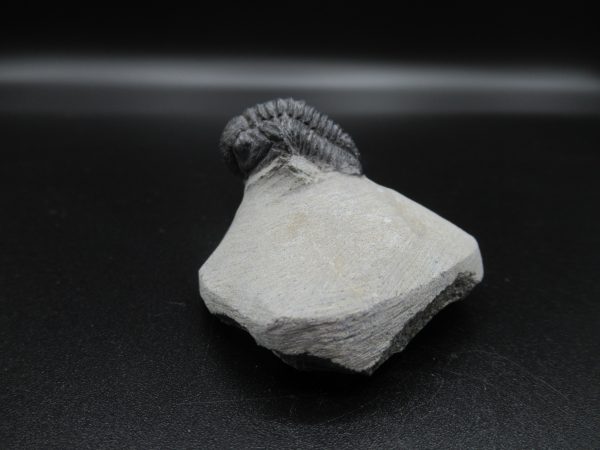 Genuine Devonian Age Gerastos Trilobite Fossils for Sale from Morocco #43