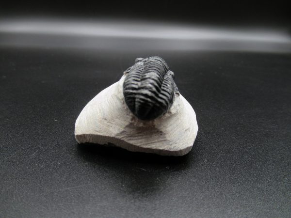 Genuine Devonian Age Gerastos Trilobite Fossils for Sale from Morocco #49c