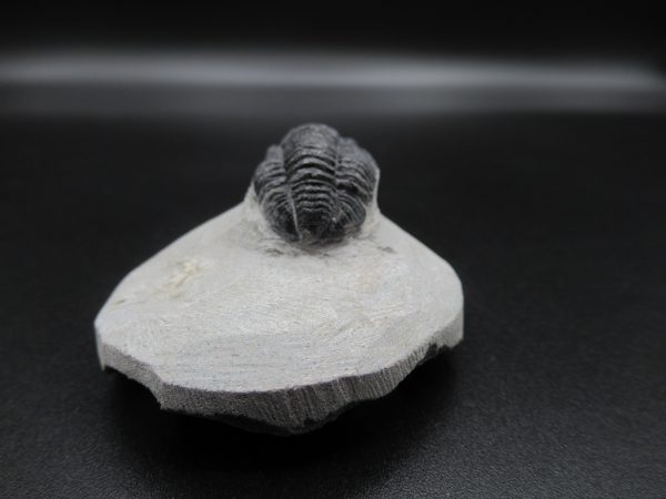 Genuine Devonian Age Gerastos Trilobite Fossils for Sale from Morocco #51c