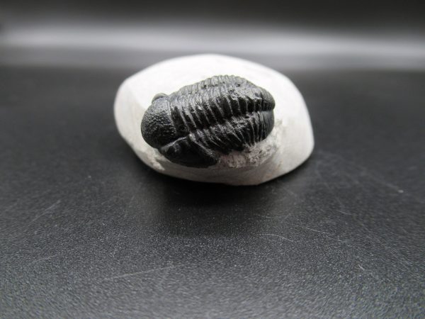 Genuine Devonian Age Gerastos Trilobite Fossils for Sale from Morocco #53b