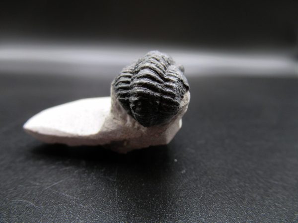 Genuine Devonian Age Gerastos Trilobite Fossils for Sale from Morocco #54c