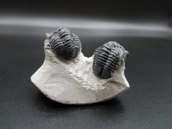 Genuine Devonian Age Gerastos Trilobite Fossils for Sale from Morocco #55b