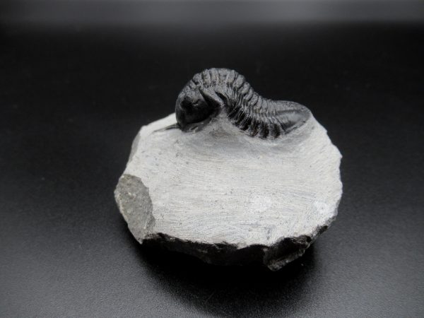 Genuine Devonian Age Moroccanites Trilobite Fossils for Sale from Morocco #13