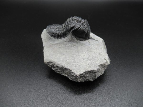 Genuine Devonian Age Moroccanites Trilobite Fossils for Sale from Morocco #13b