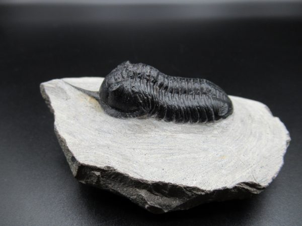 Genuine Devonian Age Moroccanites Trilobite Fossils for Sale from Morocco #14