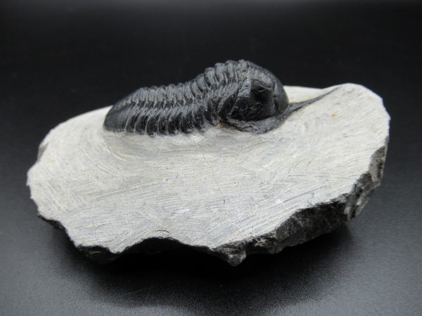 Genuine Devonian Age Moroccanites Trilobite Fossils for Sale from Morocco #14b