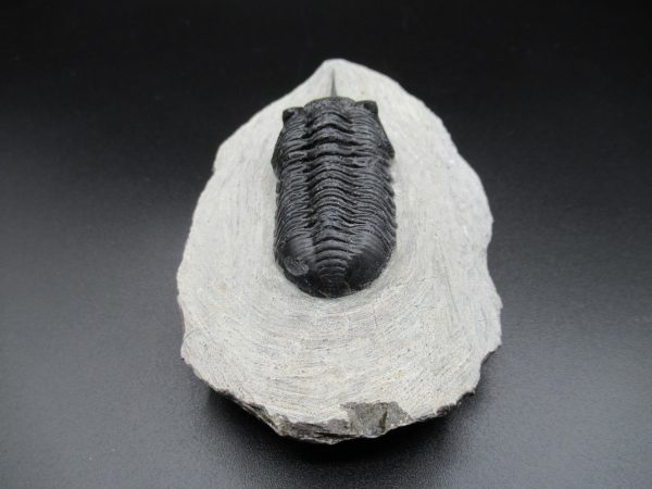 Genuine Devonian Age Moroccanites Trilobite Fossils for Sale from Morocco #14c