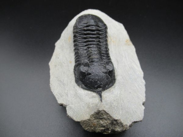 Genuine Devonian Age Moroccanites Trilobite Fossils for Sale from Morocco #15a