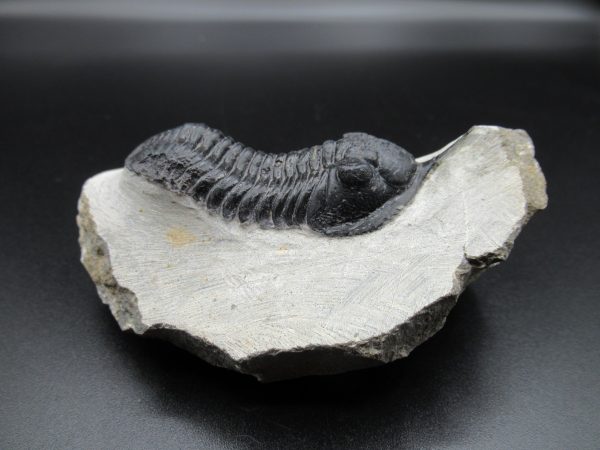 Genuine Devonian Age Moroccanites Trilobite Fossils for Sale from Morocco #15b