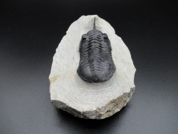 Genuine Devonian Age Moroccanites Trilobite Fossils for Sale from Morocco #15c