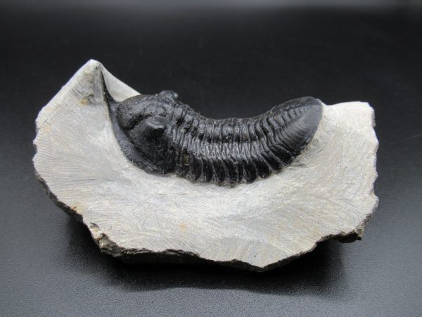 Genuine Devonian Age Moroccanites Trilobite Fossils for Sale from Morocco #16