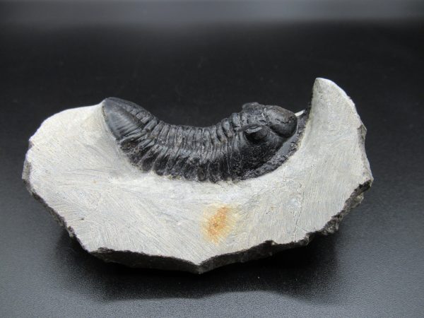 Genuine Devonian Age Moroccanites Trilobite Fossils for Sale from Morocco #16b