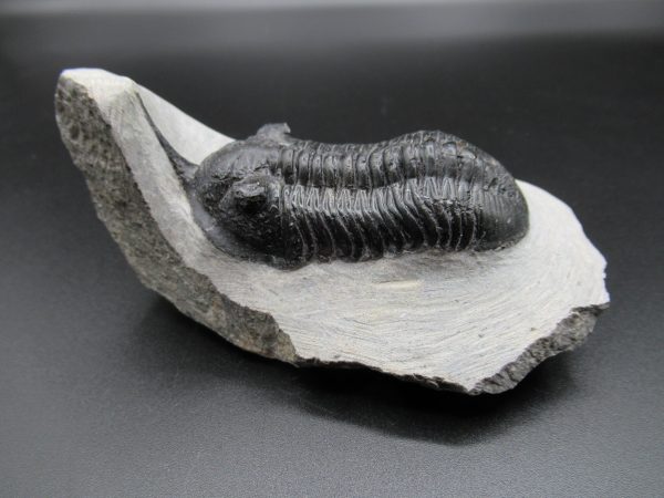 Genuine Devonian Age Moroccanites Trilobite Fossils for Sale from Morocco #17