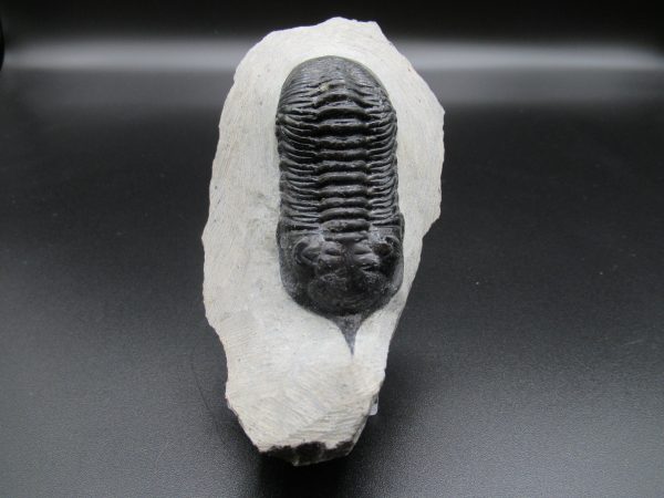 Genuine Devonian Age Moroccanites Trilobite Fossils for Sale from Morocco #17a