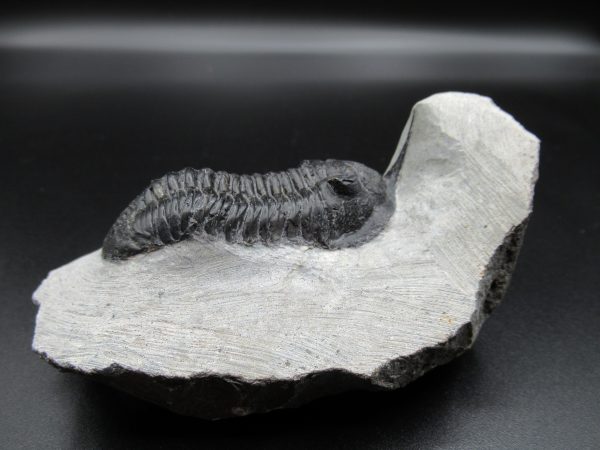 Genuine Devonian Age Moroccanites Trilobite Fossils for Sale from Morocco #17b