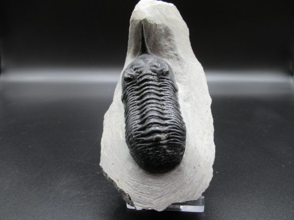 Genuine Devonian Age Moroccanites Trilobite Fossils for Sale from Morocco #17c