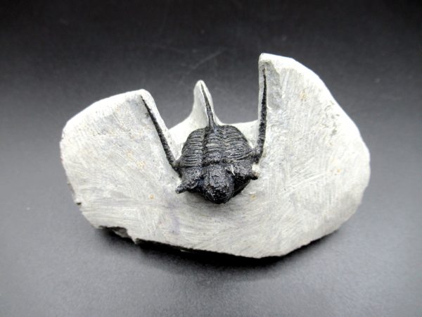 Genuine Devonian Age Otarion Trilobite Fossils for Sale from Morocco #2