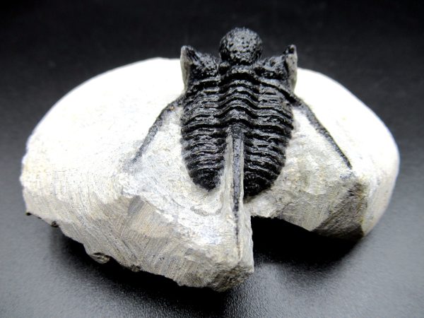 Genuine Devonian Age Otarion Trilobite Fossils for Sale from Morocco #3c