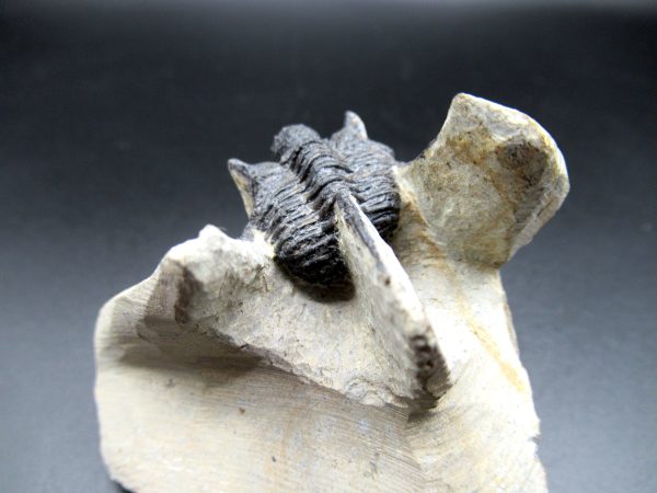 Genuine Devonian Age Otarion Trilobite Fossils for Sale from Morocco #4d