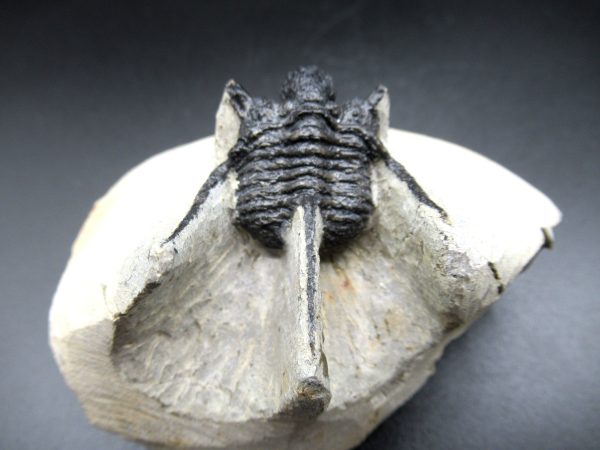 Genuine Devonian Age Otarion Trilobite Fossils for Sale from Morocco #5d