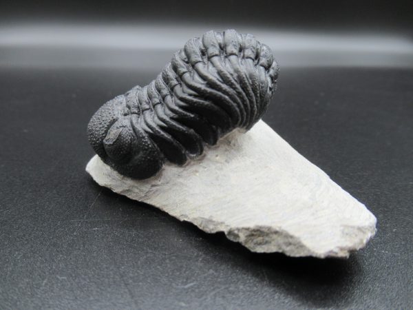 Genuine Devonian Age Phacops Trilobite Fossils for Sale from Morocco #20