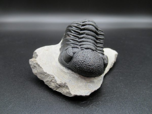 Genuine Devonian Age Phacops Trilobite Fossils for Sale from Morocco #20a