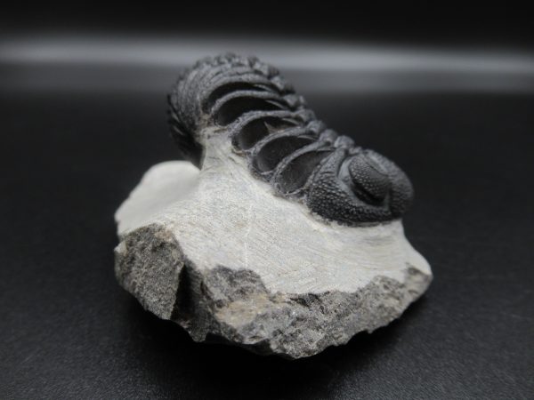 Genuine Devonian Age Phacops Trilobite Fossils for Sale from Morocco #20b