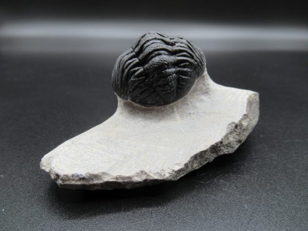 Genuine Devonian Age Phacops Trilobite Fossils for Sale from Morocco #20c