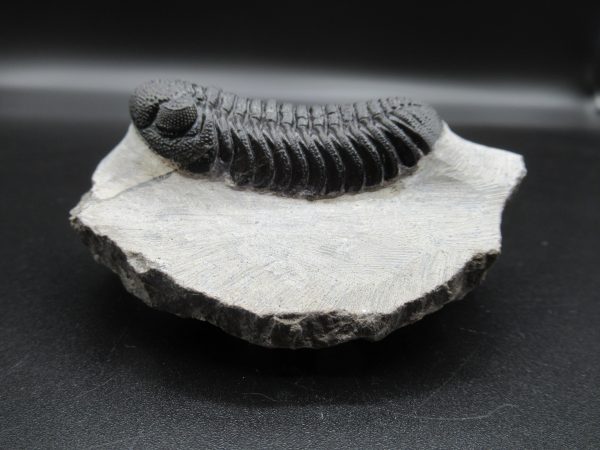 Genuine Devonian Age Phacops Trilobite Fossils for Sale from Morocco #21